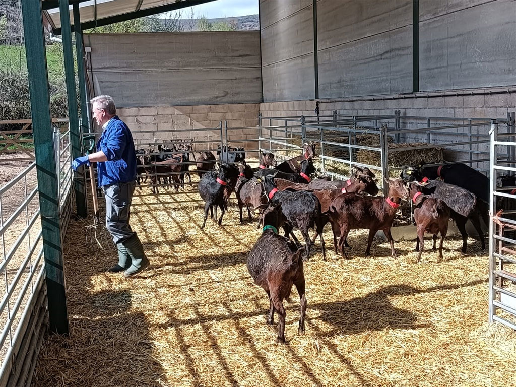 Cabras de la quesería Villa de la Cantarería